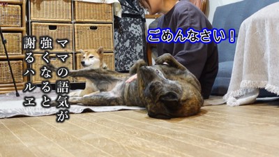 もう一度謝罪!