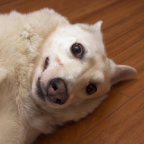 犬がやりがちな『マヌケな仕草』4つ　可愛いからといって放っておくと愛犬に悪影響を及ぼすことも