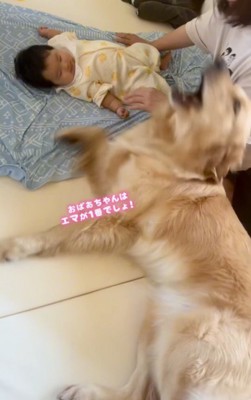赤ちゃんを撫でる女性に顔を近づける犬