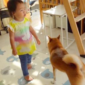 犬のおもちゃを洗濯した結果→『どこにいったんだろう?』と必死に探し、2歳の女の子も一緒になって…愛おしい行動に反響「本当の姉妹みたい」