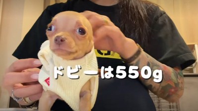 ドビーにそっくり♡