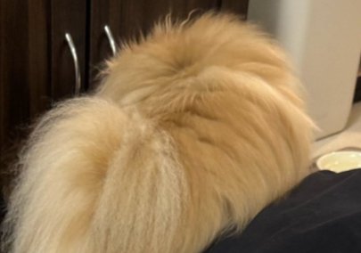 ふわふわ