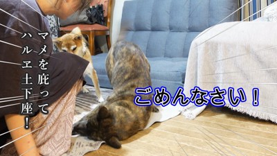 土下座して代わりに謝罪!