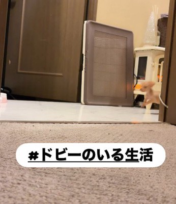 小さくてもわんぱく♪