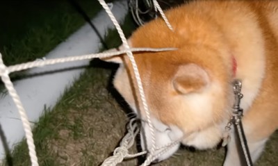 体を後ろに動かす柴犬