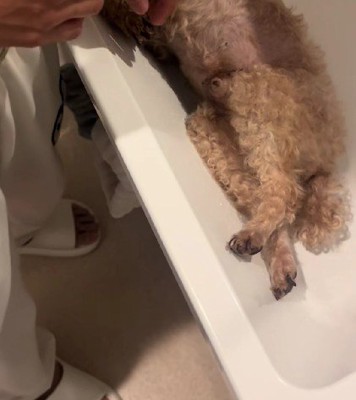 12歳のおじいちゃん犬をシャンプーしようと『洗面台に乗せた』結果→嫌がってしまい…まさかの『拒否方法』が50万再生「ぬいぐるみかとｗ」