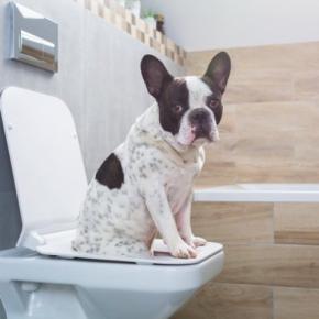 犬の健康な『ウンチの状態』5選 注意すべき色や形とは?受診が必要な状態まで