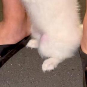 赤ちゃん犬が『生まれて初めてお散歩をした』結果→怖くなって、おててを…とんでもなく尊い『行動と表情』が92万再生「守りたい」「出勤前の俺」