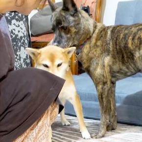 犬がカーペットにイタズラしたので、叱った結果→姉犬が『怒らないで!』と庇いにきて…優しさ溢れる行動に反響「なんて妹想い」「感動しました」