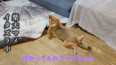 マメちゃんを叱ったら…