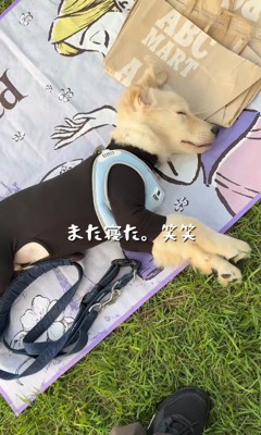 また寝てしまいました！