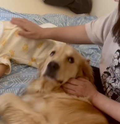 赤ちゃんのお腹を撫でる女性を見上げる犬