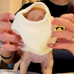 『ハリーポッターのドビーに似ている』と言われる赤ちゃん犬→服を着せると…想像以上に『そっくりな光景』が249万再生「反則級の可愛さ」