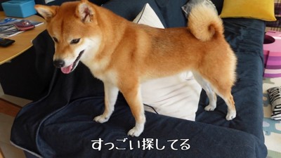 諦めずに探し続ける花子ちゃん