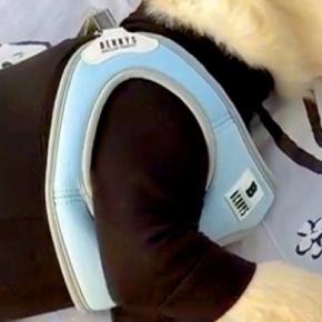 大型犬の子犬を『公園に連れて行った』結果→『遊び回るかな』と思ったら…まさかの『赤ちゃんすぎる光景』が135万再生「可愛すぎてほっこり」