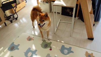「どこにいった？」とキョロキョロ
