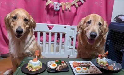 テーブルの前に並ぶ2匹の犬