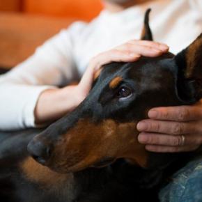 『独占欲が強い犬』の共通点5選　どんなときにヤキモチを焼いてしまうの？嫉妬深いワンコの特徴まで