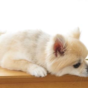 犬に『頼りにならない』と思われてしまう絶対NG行動6選　愛犬に信頼されるための改善策まで