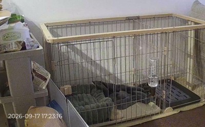 お留守番中の様子をカメラでチェックしたら…