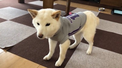 フリーズしてしまいました!