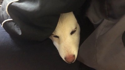 「すっごく嫌だった!慰めて~」