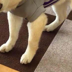 服を着せたら『テンションがた落ち』になった犬→脱がせると…悲愴感漂う光景と『愛おしい行動』に反響「可愛い」「顔で不満なのわかりすぎるw」