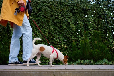 散歩する犬