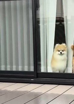 アイドルみたいなふわきゅる犬