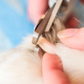 自宅でできる『犬の爪切り方法』とは?飼い主が気をつけるべきポイントまで