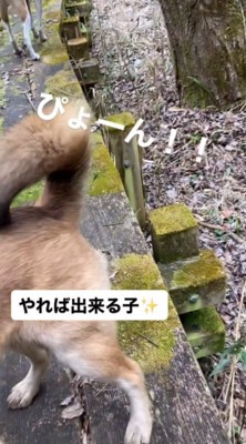 左の遊歩道に飛び乗る垂れ耳の犬