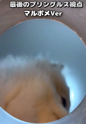 一旦覗き込むのをやめる小型犬