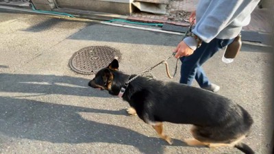 維桜ちゃんはお散歩に出発