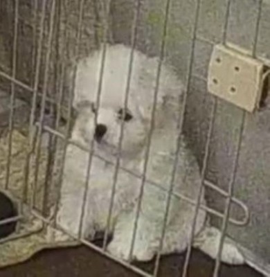 留守番中の『赤ちゃん犬』をカメラで確認→『トイレを失敗』してしまっていて…『まさかの光景』に反響　今すぐに慰めたくなる姿に思わずキュン