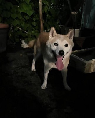 家族を探しているとのこと