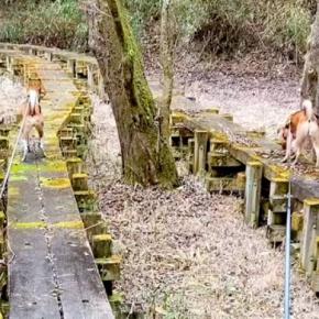 犬二匹と森を散歩中、それぞれが『別々の道に進んでしまった』結果→困っていたら…賢くて愛おしい光景に「なんて偉い子」「もはやコントｗ」の声
