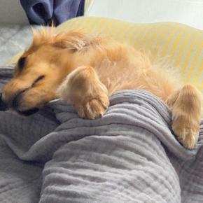 『犬に一生赤ちゃんでいて欲しい』と願った飼い主→寝ている光景を撮影したら、布団にくっきりと…奇跡のシルエットに5万いいね「完全に人間ｗ」