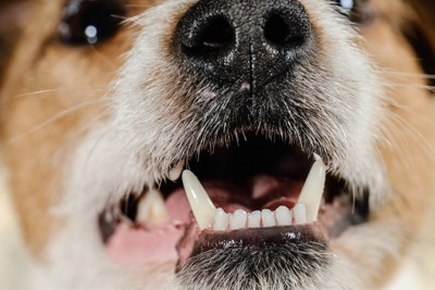 犬の口元のアップ
