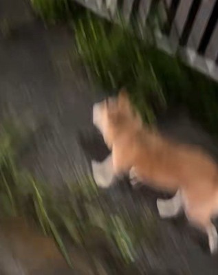 走り疲れてフラフラになっていた