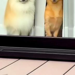 『私のメイク前とメイク後で草』外にいたら、窓から犬たちがジーっと見つめていて…あまりに違う『表情』が107万再生「芸人？」「性格出てるｗ」