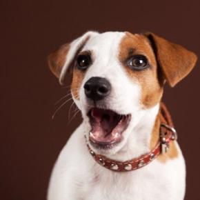 犬が口を『パクパク』動かすのはなぜ?何も食べていないのにどうしたの?病気の可能性まで
