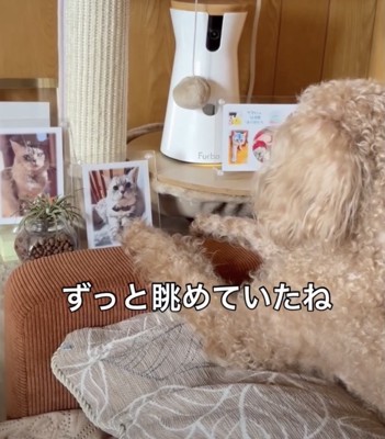 じっと見つめています