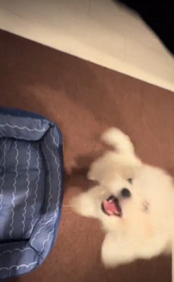 ぴょんっとジャンプ