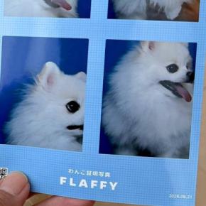 『犬の証明写真』を撮影した結果→大失敗したかと思ったら、隣で…思わずツッコんでしまう光景に3万いいね「やれますって顔w」「違う、今じゃない」