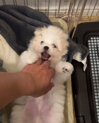 さっそくお腹を見せてゴロ～ン♪