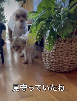 「大丈夫かな」