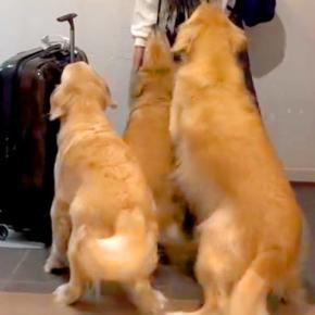 2週間海外に行っていた娘が帰宅→ドアを開けた瞬間『大型犬3匹』が…熱烈すぎる『おかえりのご挨拶』が331万再生「凄まじい」「幸せしかない」