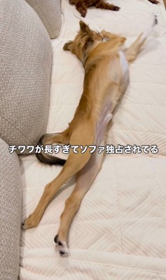 体を伸ばす小型犬