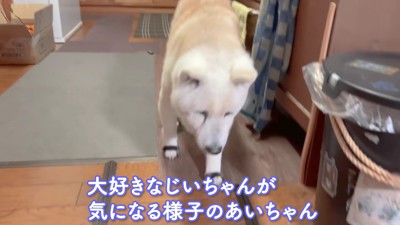 おじいちゃんが気になる…