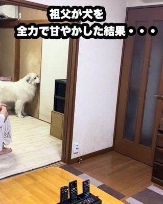 グレート・ピレニーズのドレミちゃん